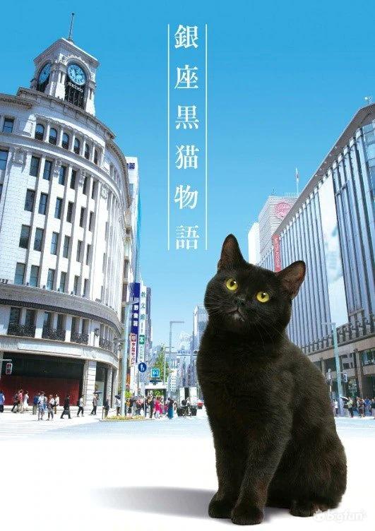 银座黑猫物语》：猫咪和一天的好心情- 知乎