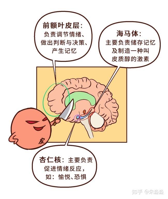 哺乳脑的核心除了负责情绪的杏仁核外,还有负责处理记忆的海马体.