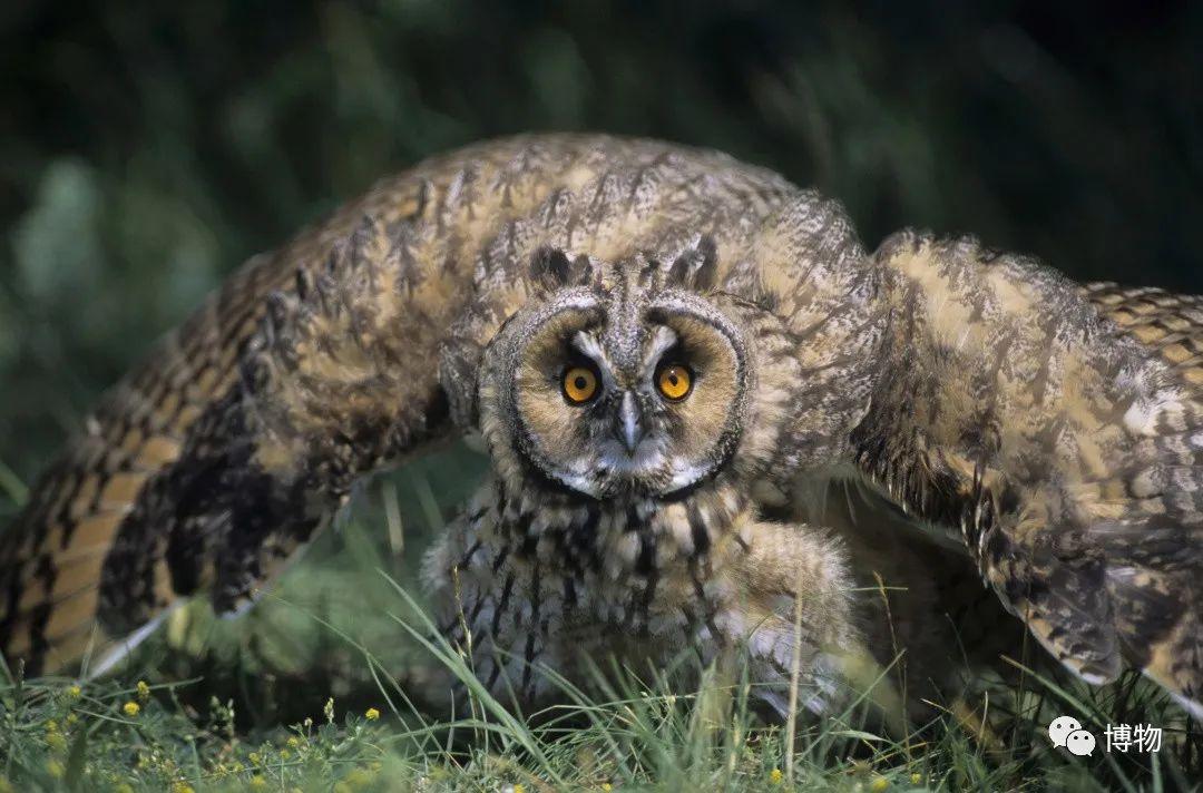 猫头鹰哼说谁脸圆呢我看你脸最圆