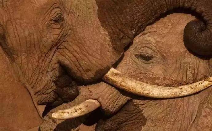 古老猛犸象,梭齿象等,这些已经绝种的大象种类都有着明显的巨齿.