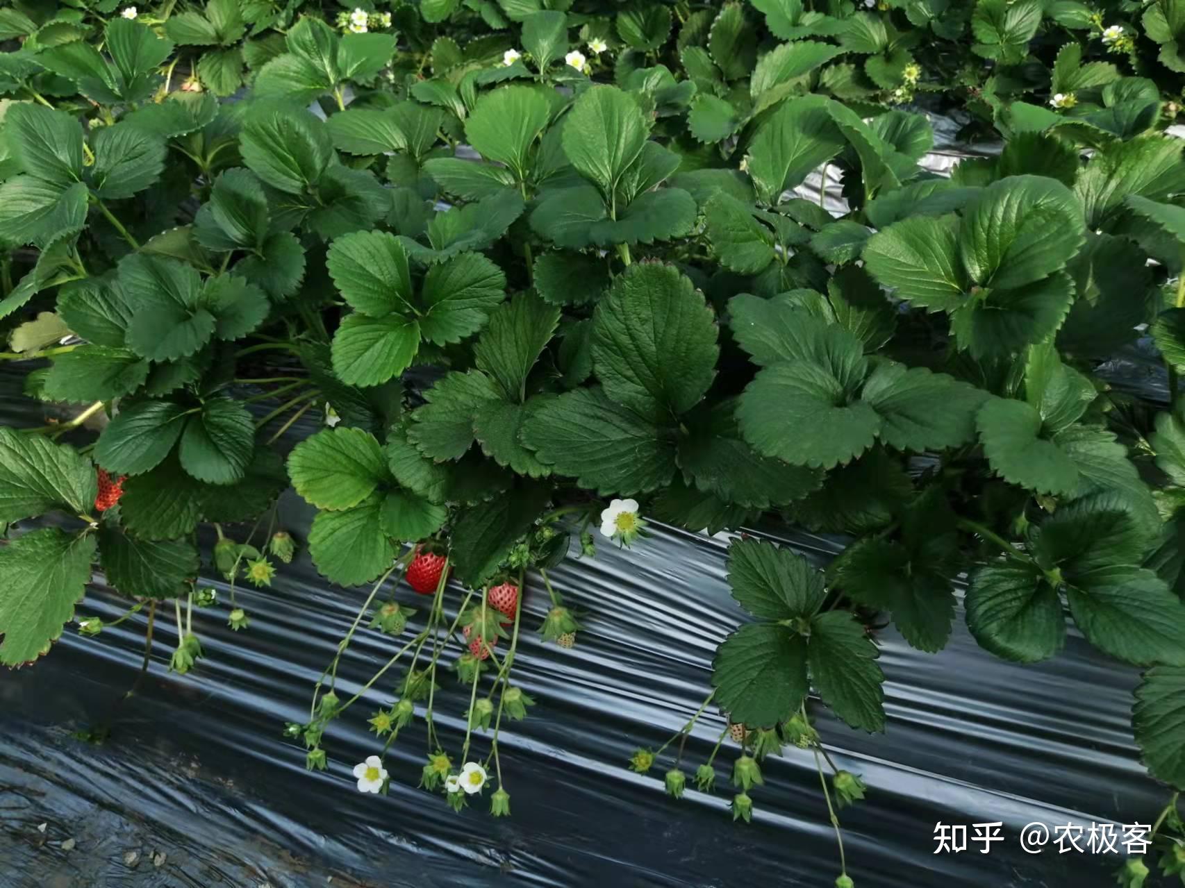 农极客大棚草莓三种常见病害的识别及防治要点收藏备用