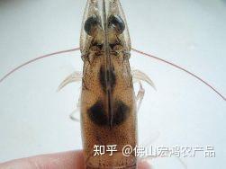 v2-d1a1c3a002bd3765f028d12cdfe8abb5_b.jpg