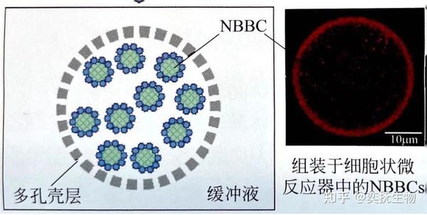 知识探索:IVD原料领域中微球的定义与分类应用 - 知乎