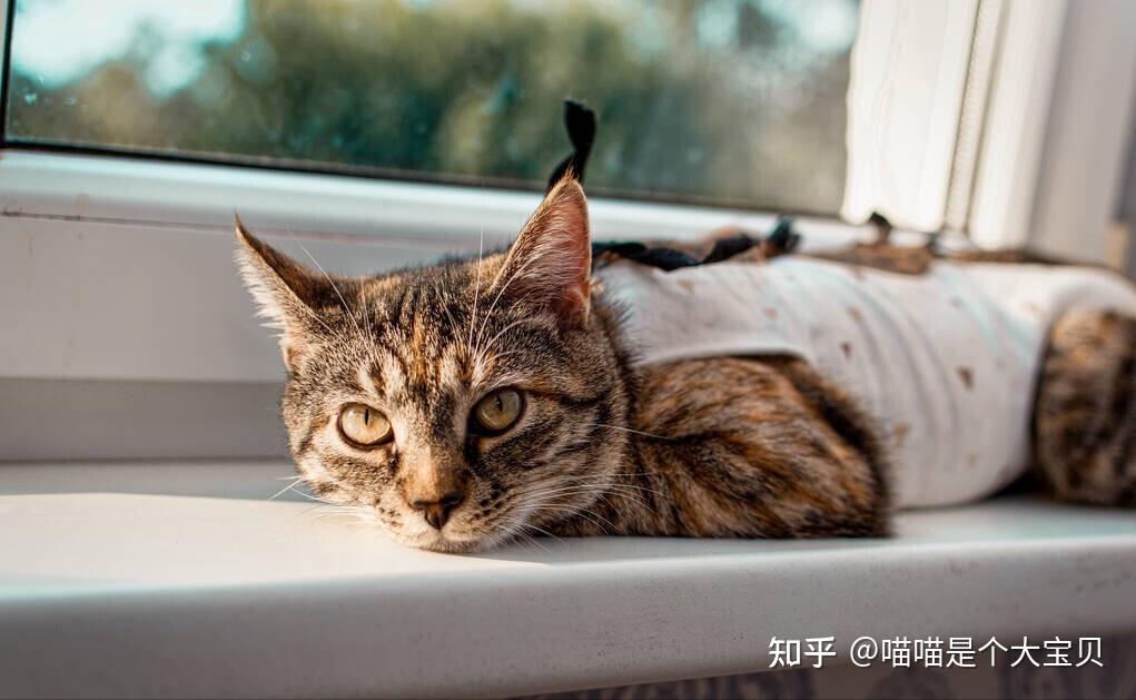 养“公猫”还是“母猫”?过来人告诉你,区别很大 - 知乎
