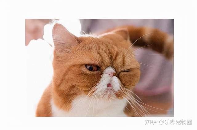 泪痕中暑角膜炎短鼻猫的日常养护指南