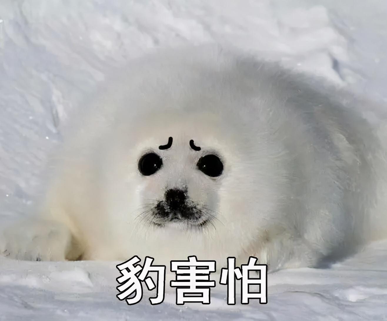 别地儿赶集耍猴,护国寺不一样,人家耍海豹.