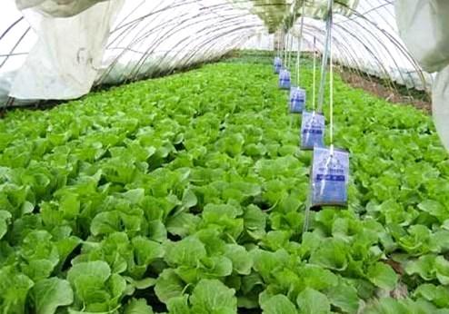 棚室用二氧化碳气肥这些细节要注意!