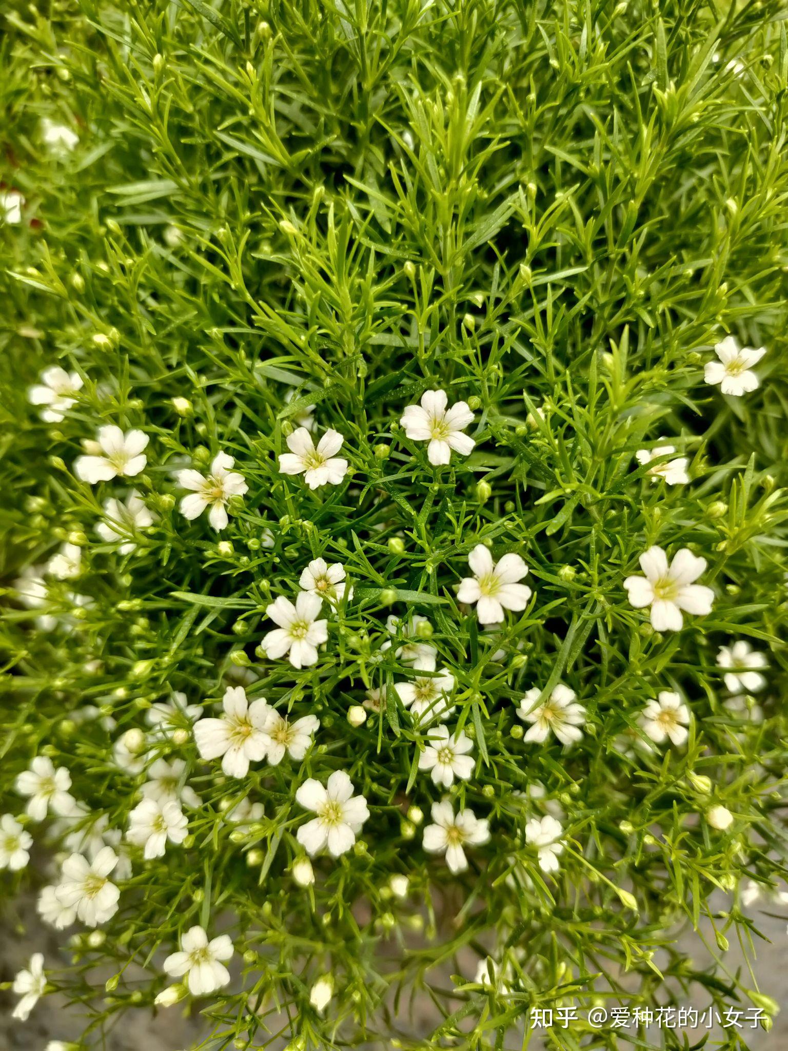 如何养满天星,让花朵爆满盆