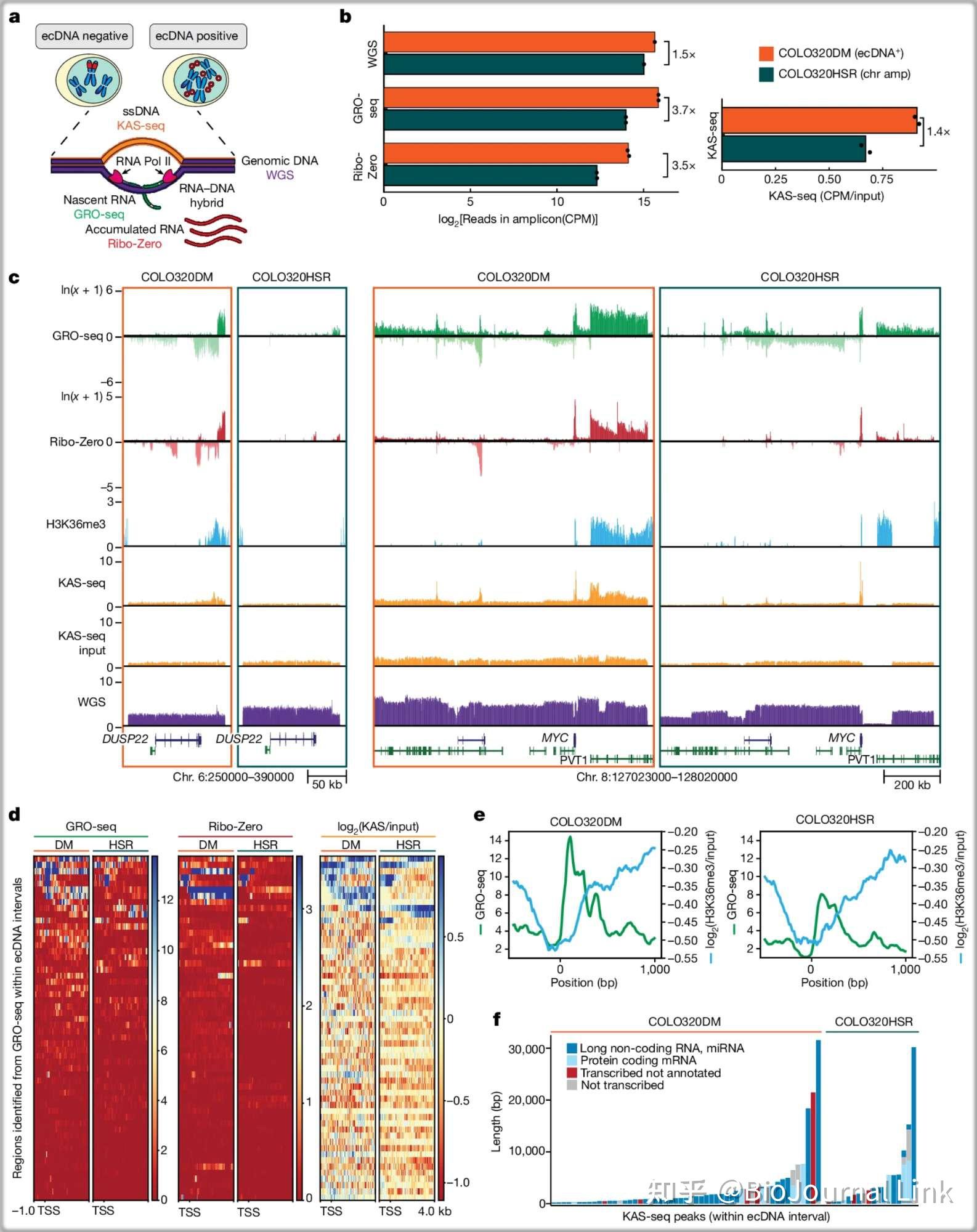 顶刊精读 | Nature | 癌细胞中 ecDNA 的协调遗传 - 知乎
