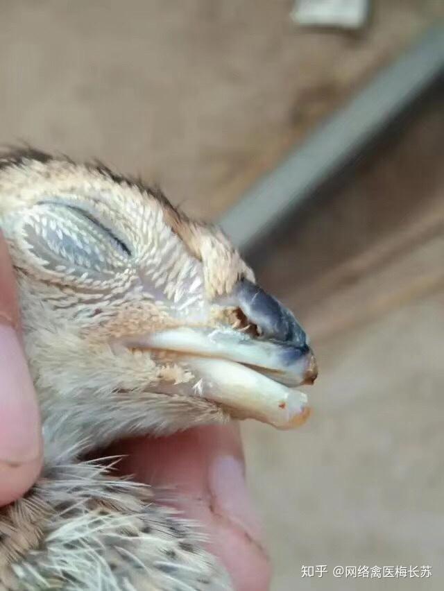 小鸡为什么断喙断喙需要注意哪些问题