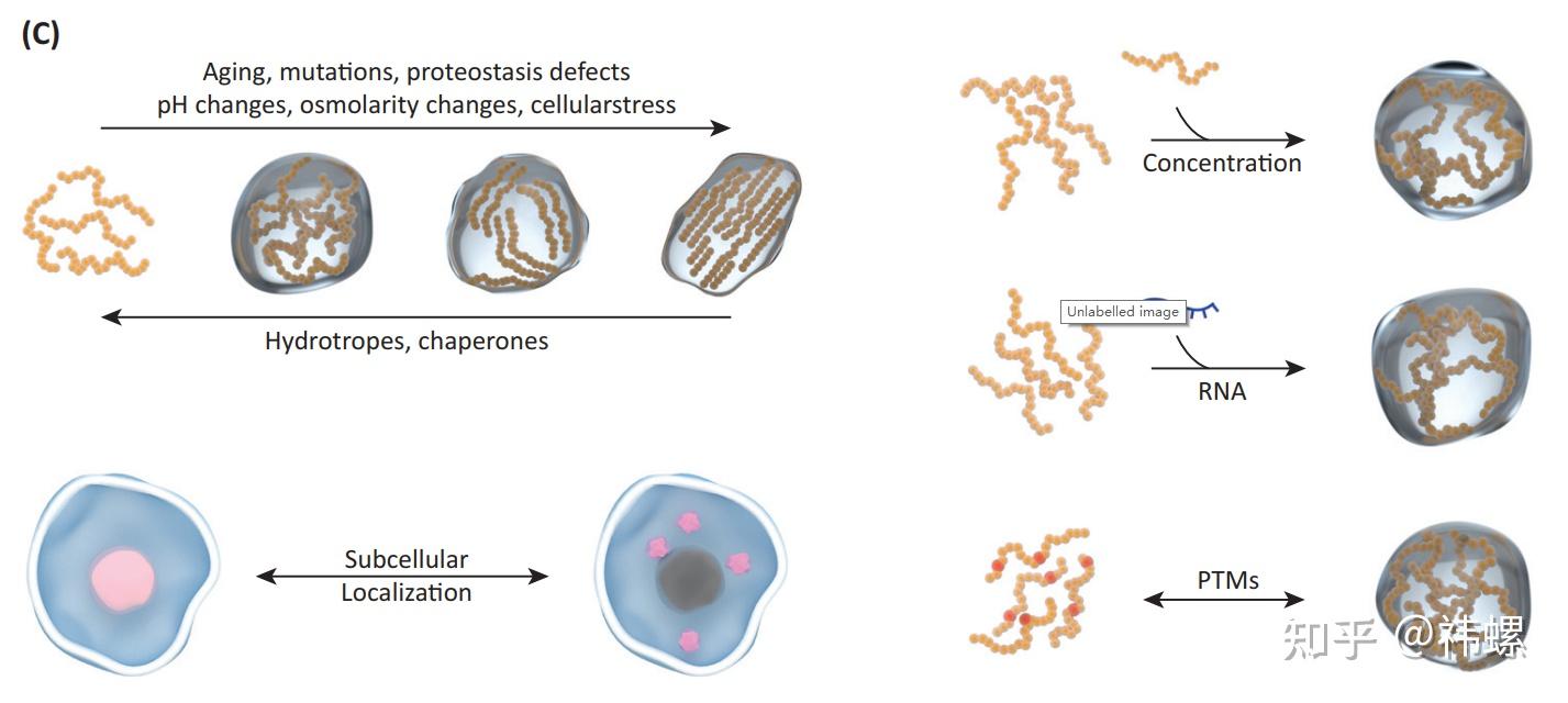 相分离相关综述(1) - 知乎