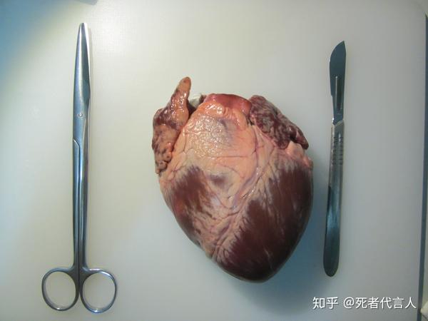 心脏的法医学解剖