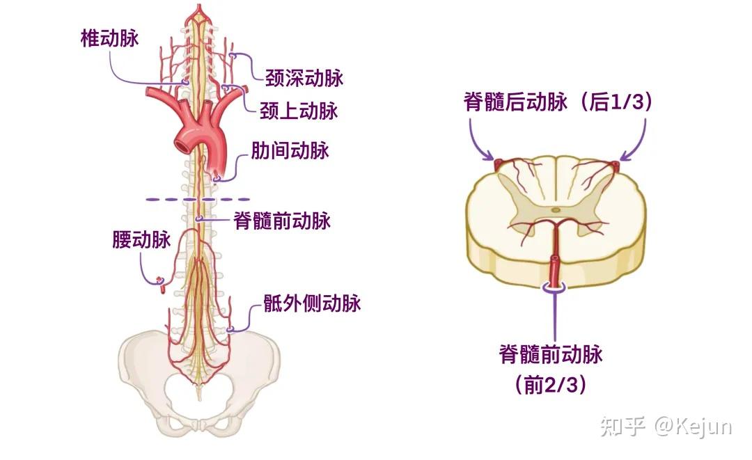 人体解剖学基础