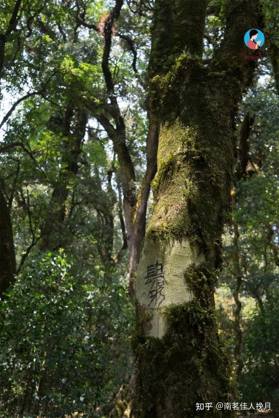 原来这些名山头都出自邦马大雪山! - 知乎