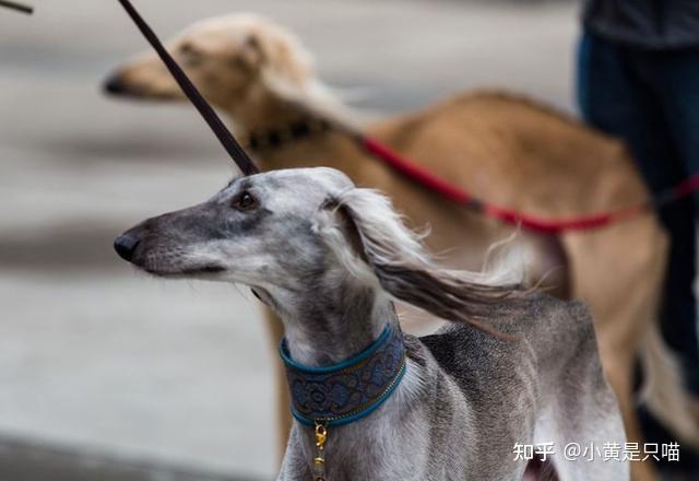 “哮天犬”——中国细犬,为何走向没落? - 知乎