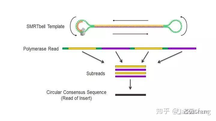 Pacbio测序原理以及SMRT Bell文库构建流程简述 - 知乎