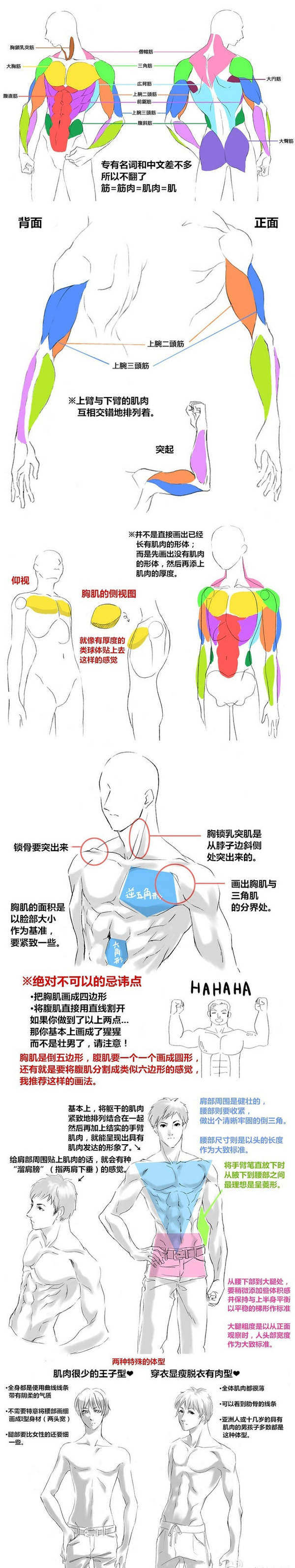 动漫绘画学习 人物肌肉的画法技巧诀窍 知乎