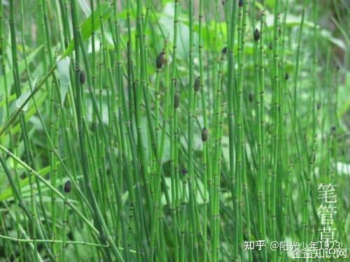 笔管草的功效与作用 - 知乎