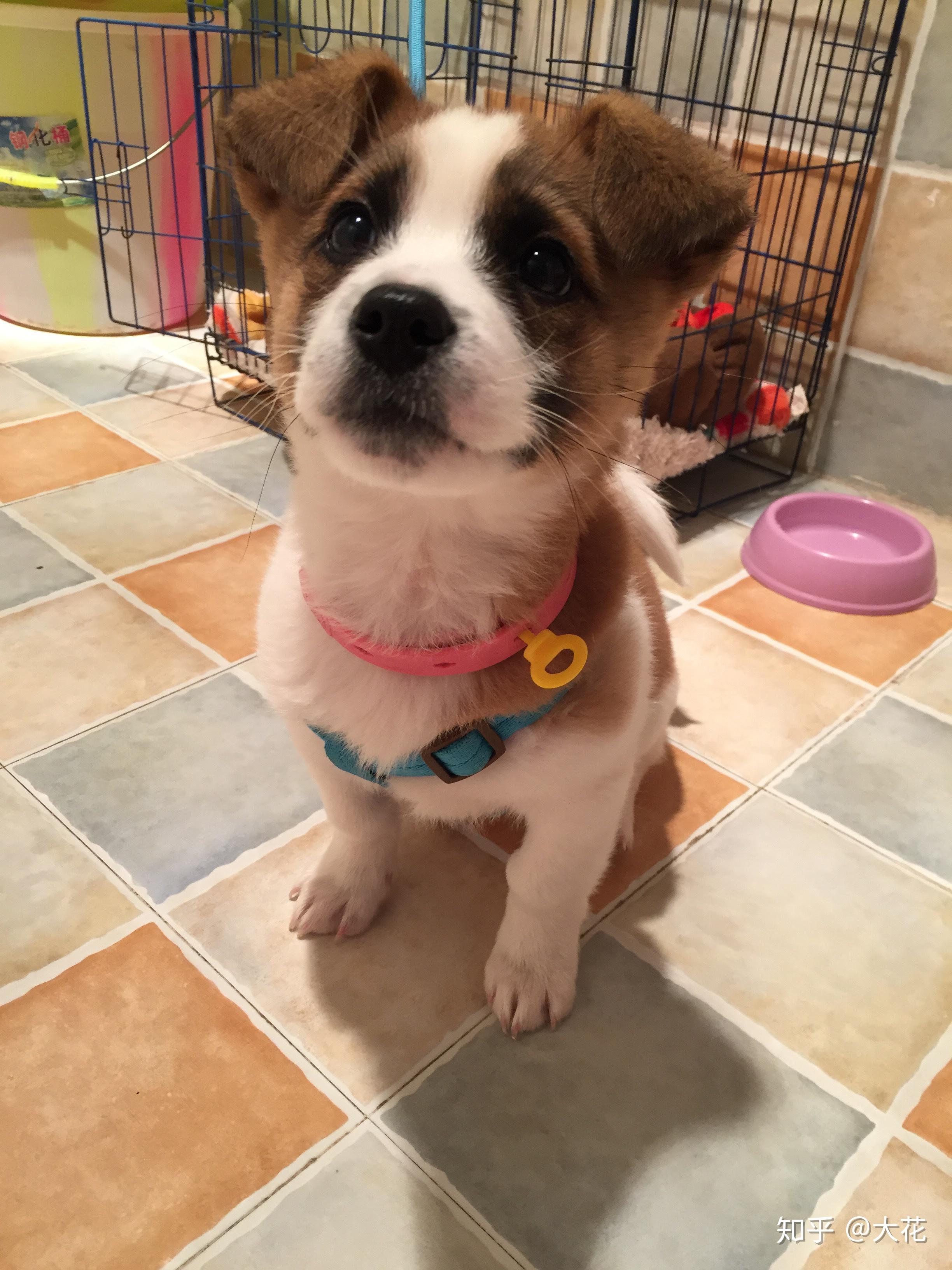 大家帮我看看我这只串串狗是什么品种串的