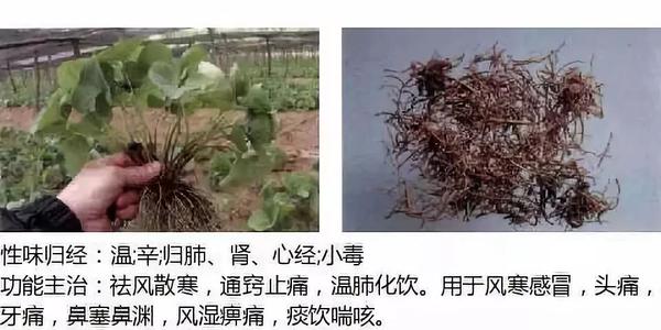 500余种中草药图  第12张