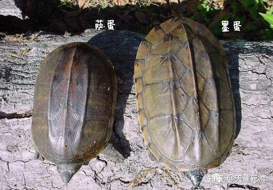 萨尔文大麝香龟集璀璨华丽与凶猛霸气于一体