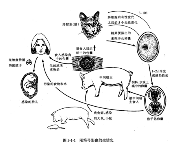 左汪右喵带你探孕妇养狗那些事