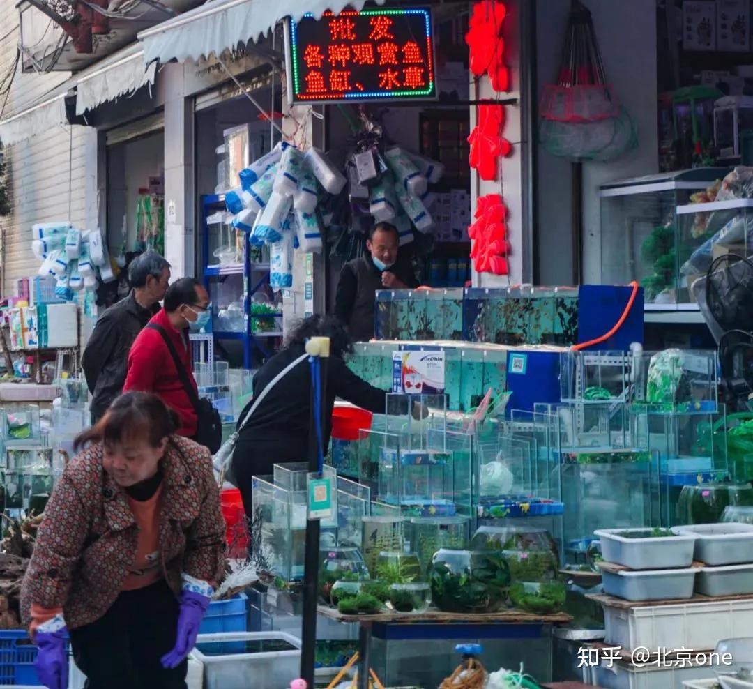 昆明景星花鸟市场图片