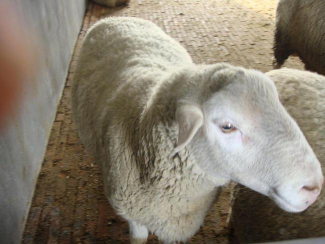 羊瓣胃阻塞的治疗方法