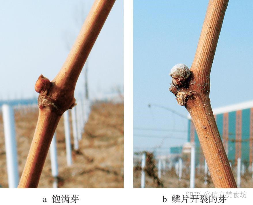 葡萄扦插育苗,做好这12个工作,苗木才能优质,现在就可以操作 - 知乎
