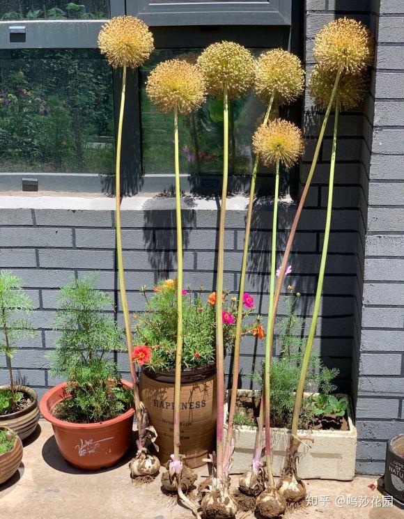 葱界中最美丽的花 花界中最独特的葱 知乎