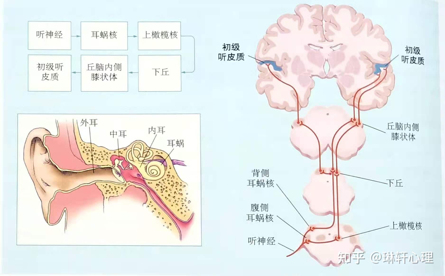 膝状神经节解剖图图片