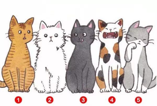 五只猫选一只,测出你在别人眼中的印象,准爆! - 知乎
