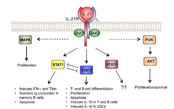 该受体转导il21的促生长信号,对t细胞,b细胞和自然杀伤(nk)细胞的增殖