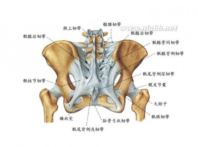 骨盆:腰椎向下是通过骶尾骨与髂骨之间的骶髂关节连接在骨盆上的,所以