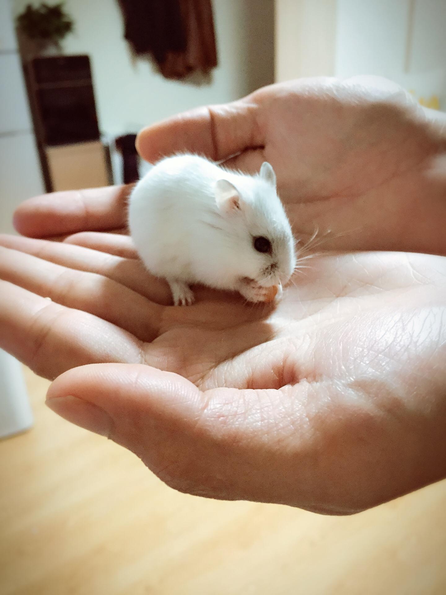 鼠粮快没有,仓鼠可以吃什么?