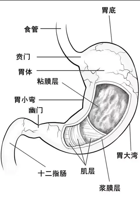 十二指肠前壁图片