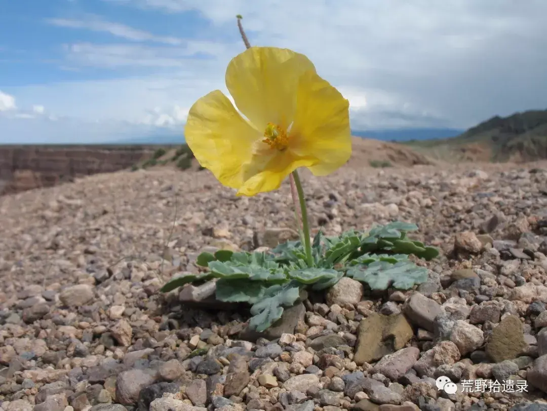 中国海罂粟属植物 - 知乎