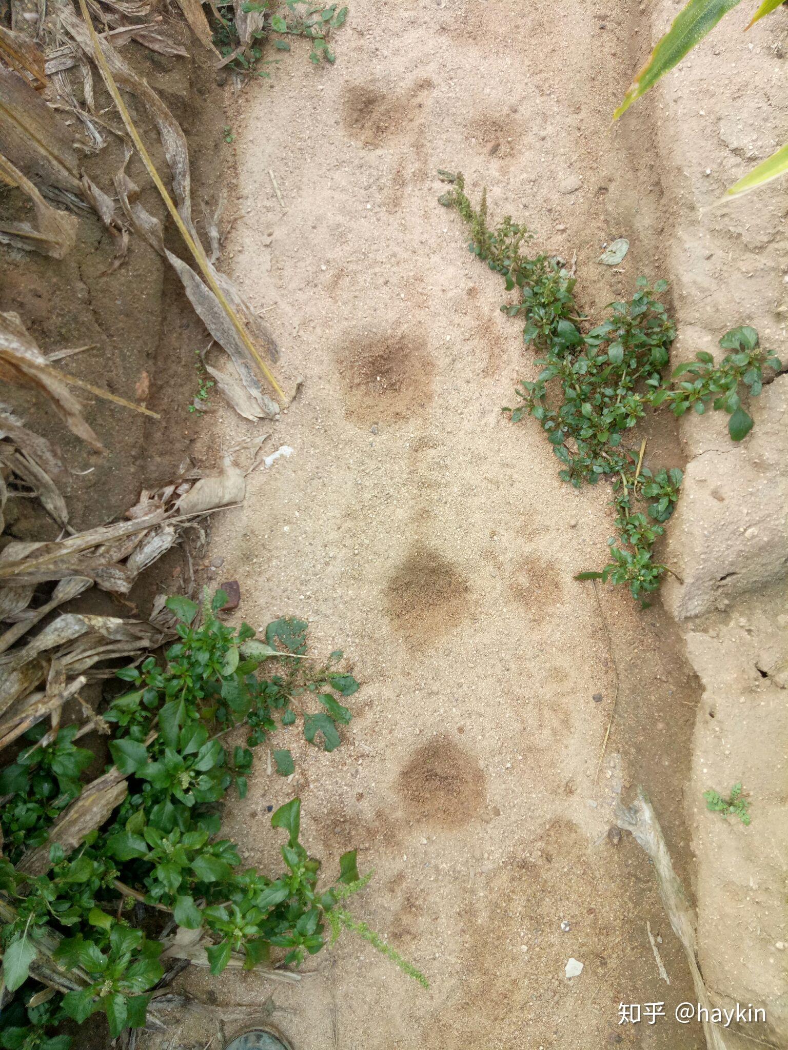 今天一早在我家田里发现了动物脚印想问问大神们是什么动物