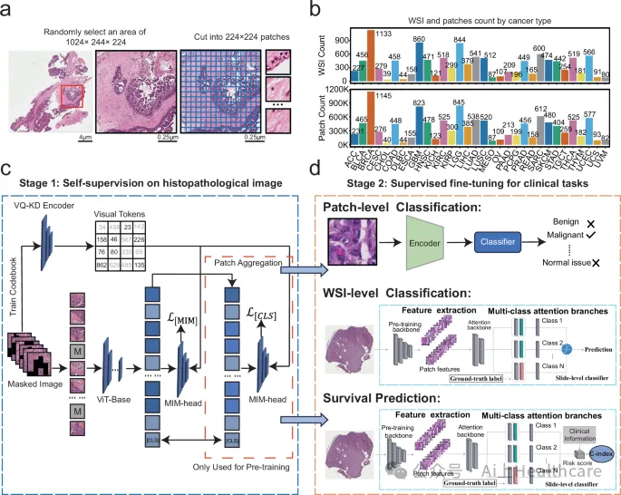 Nature Communications IF=15.7 | 突破性病理AI模型BEPH：实现多癌种诊断与生存预测的新基石 - 知乎