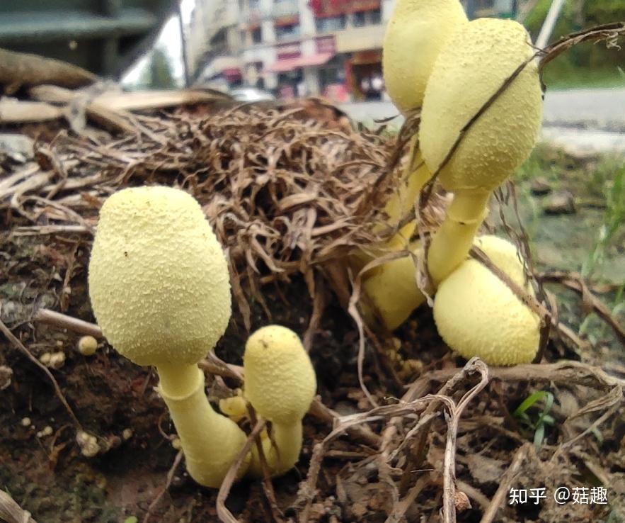 菇趣——纯黄白鬼伞 - 知乎