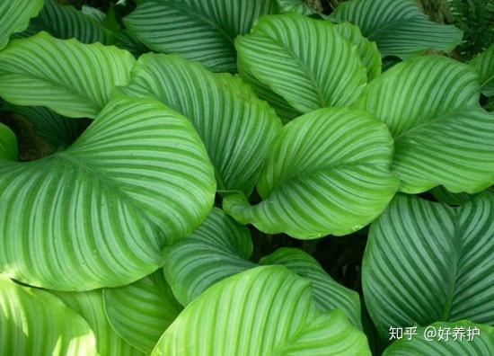 efeutute manjula happy leaf Epipremnum Manjula Happy Leaf  Variegated Pothos  Available in 12 cm Pot   Plantlovers
