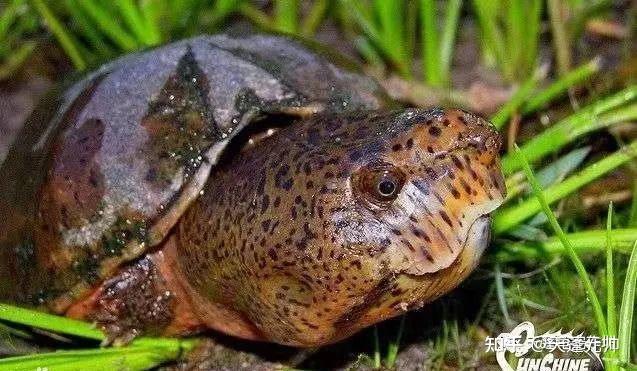 巨头麝香龟小型深水蛋龟品种