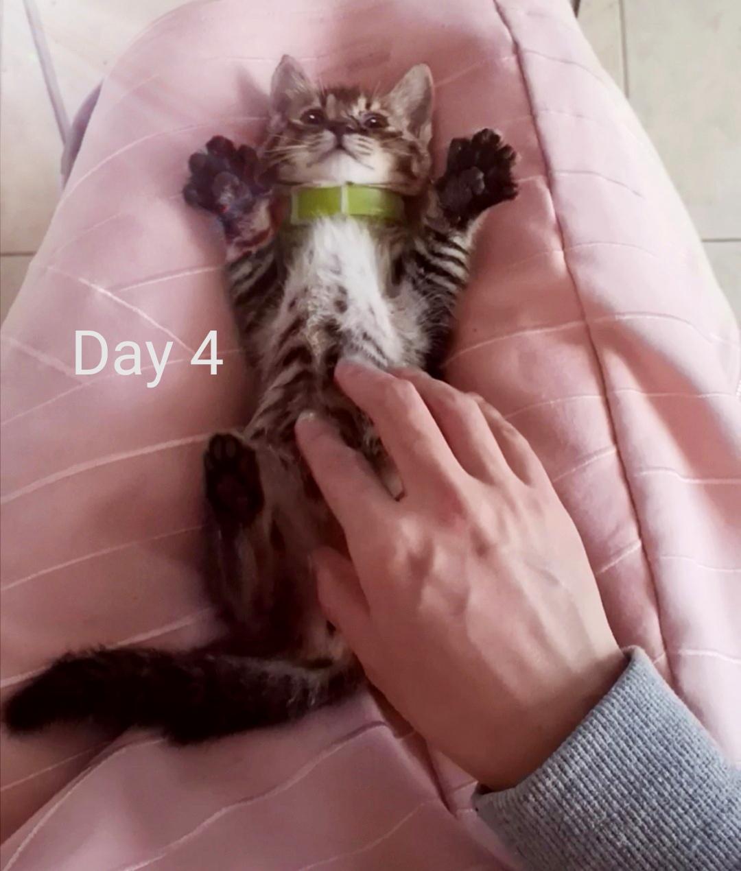 小奶猫花生找领养 坐标深圳 知乎 小奶猫花生找领养 坐标深圳 知乎