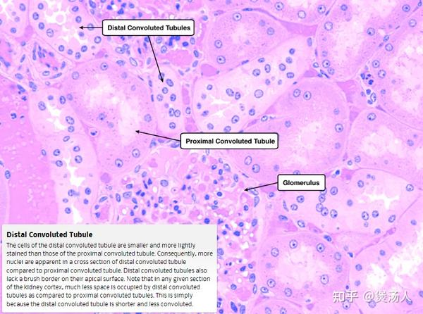 组织胚胎学总结：肾小管与集合管 - 知乎