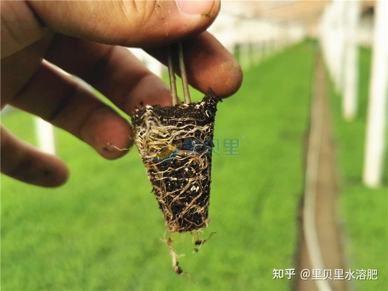 生根剂,种植户一致推荐这个产品 - 知乎
