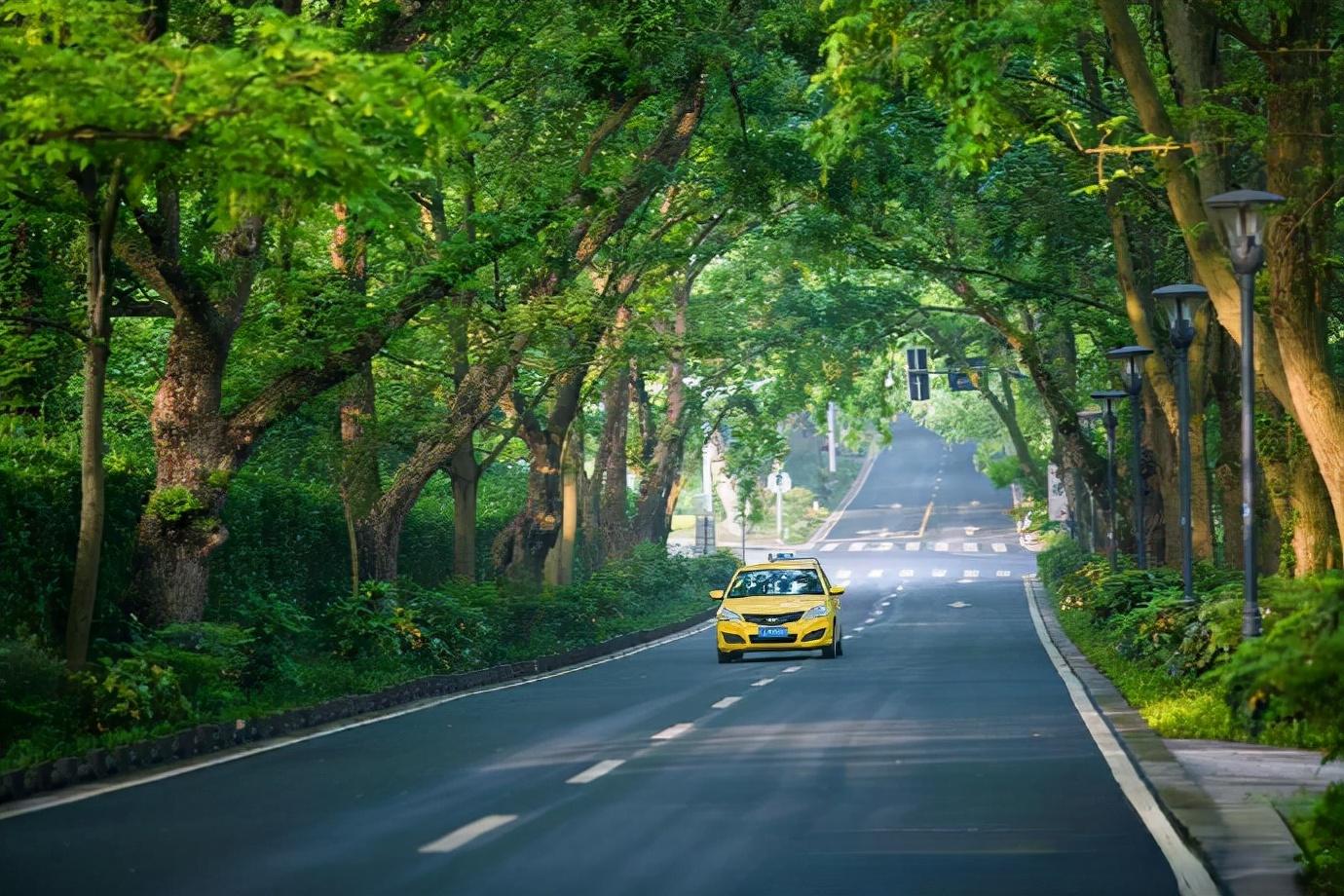 中山陵 · 林荫道