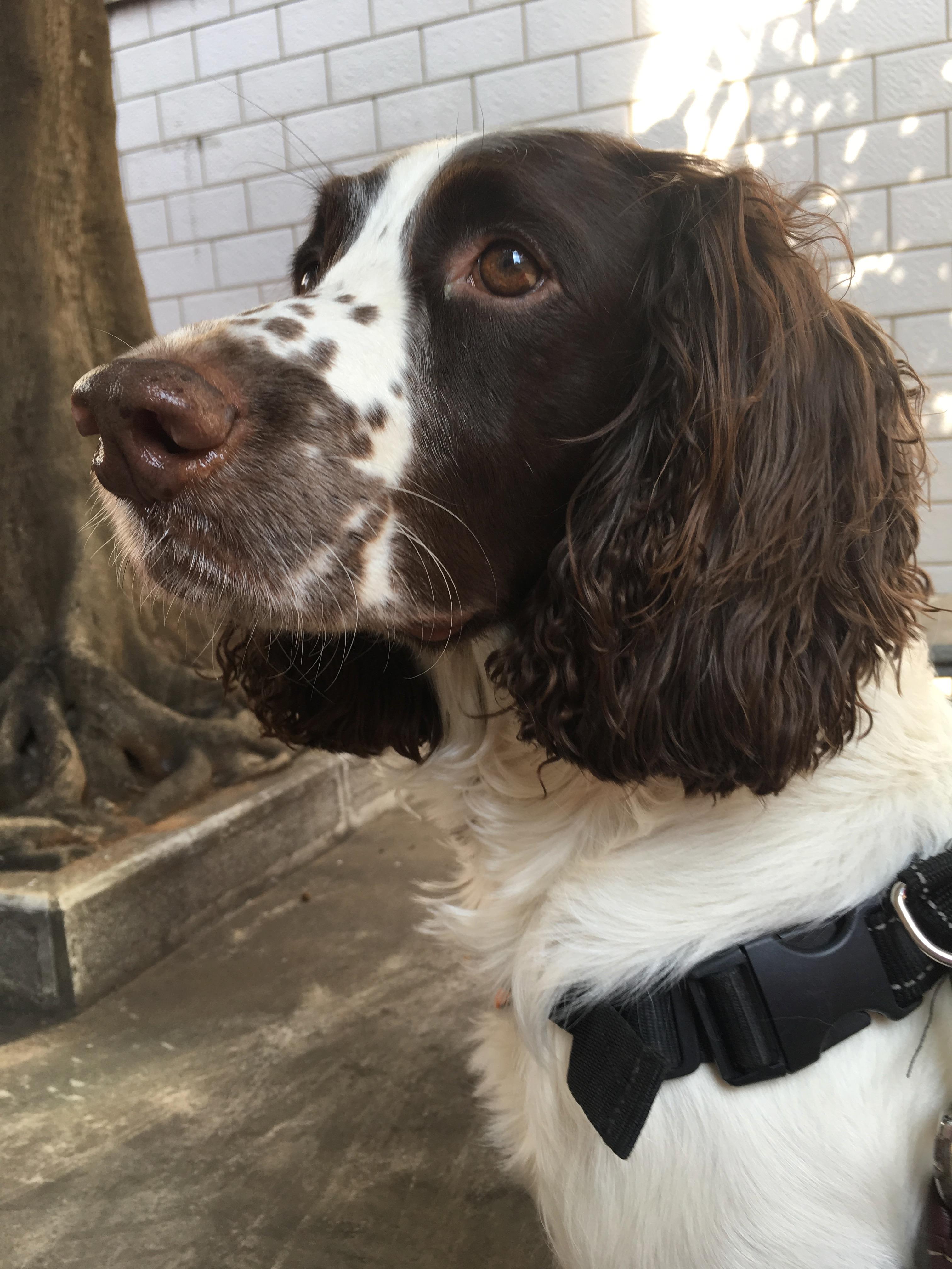 史宾格犬的性格好吗 智商高吗? - 知乎