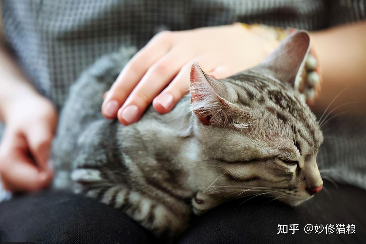 养猫人会有的7个特征,怎么藏也藏不住 - 知乎