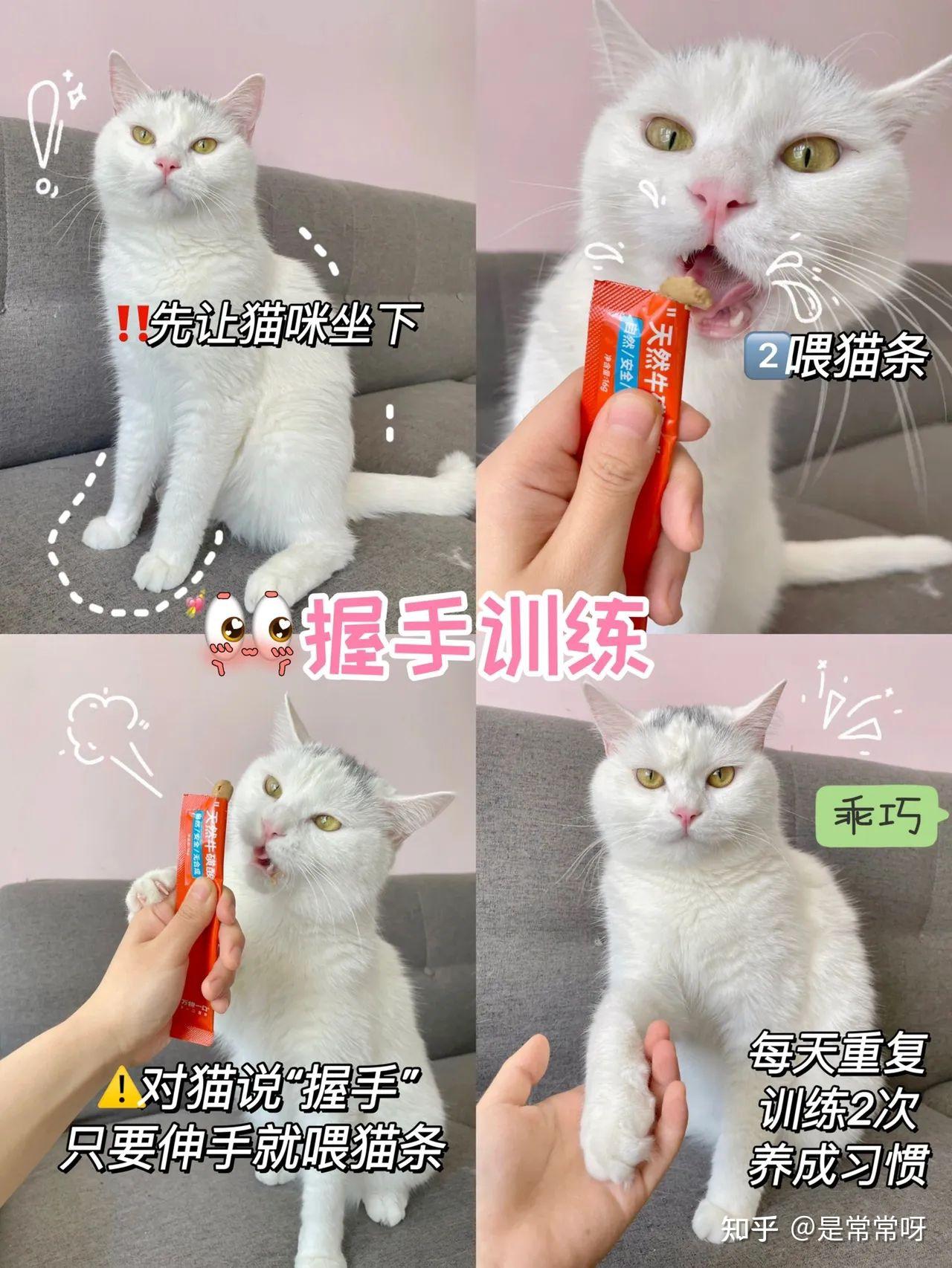 怎么挑猫条? - 知乎