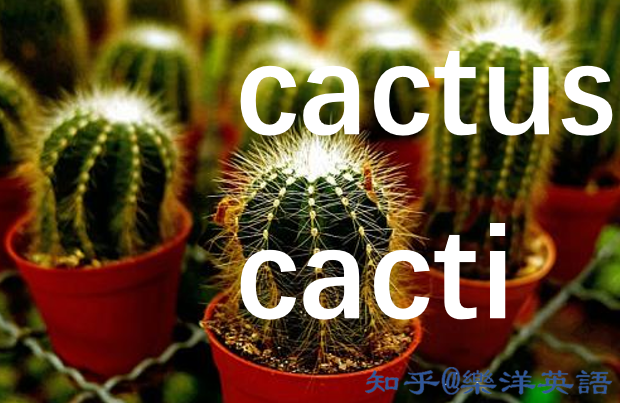 英语不规则复数名词 你见过吗 一 知乎